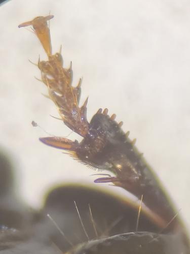 Harpalus froelichii